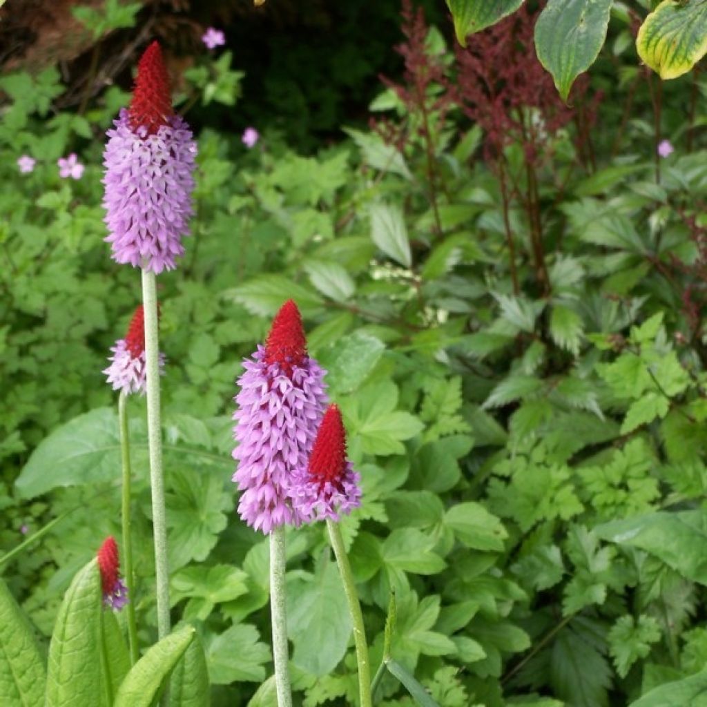 Primula vialii