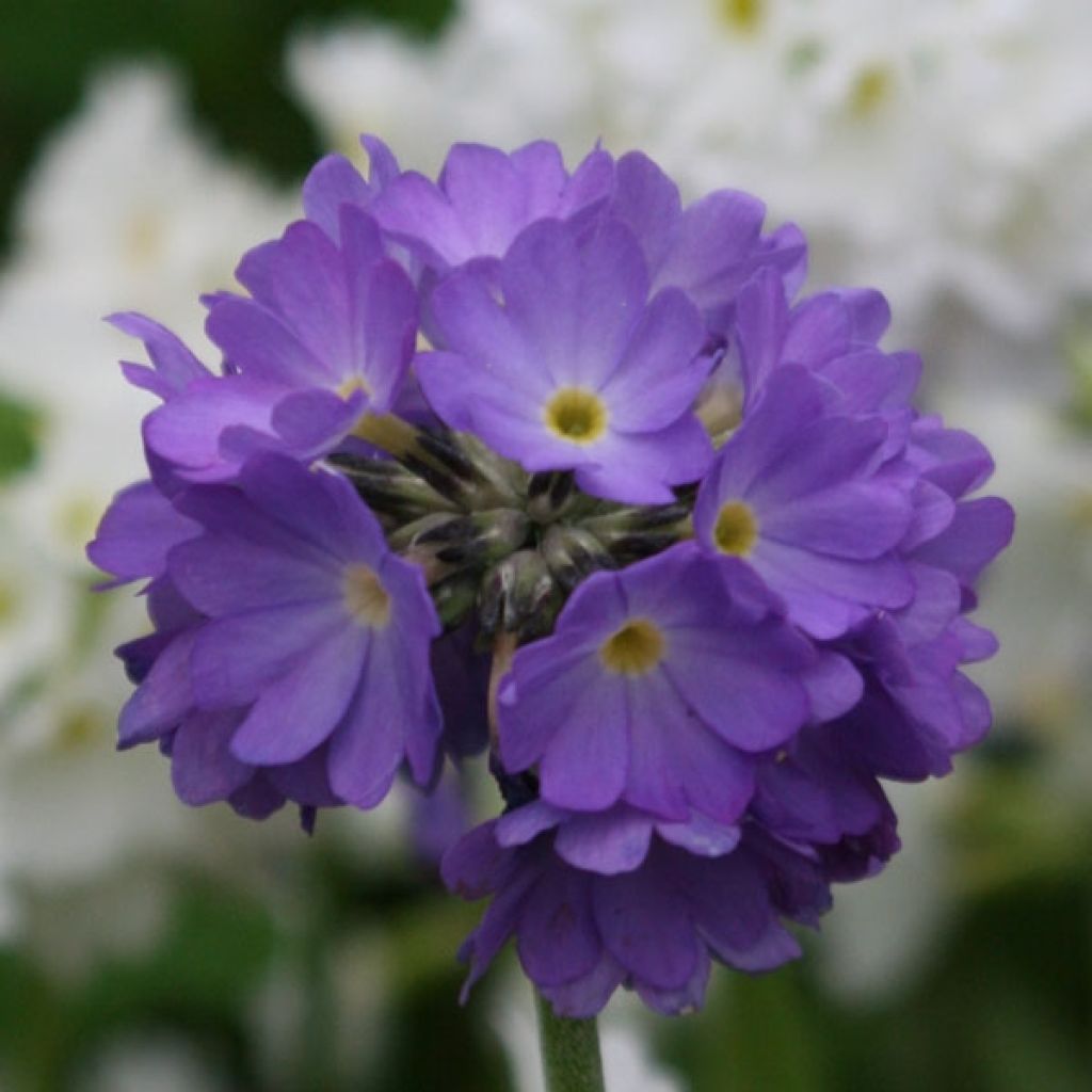 Primula denticulata Cashmeriana