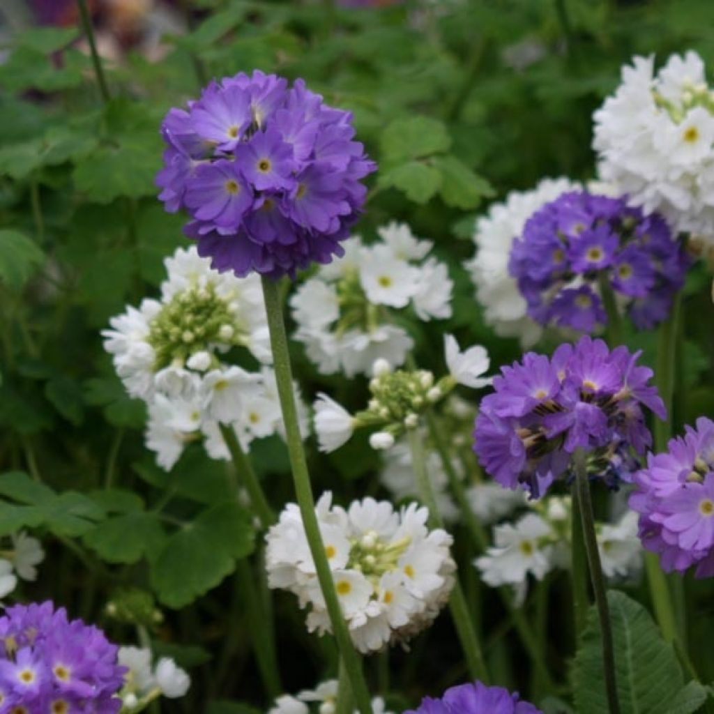 Primula denticulata Cashmeriana