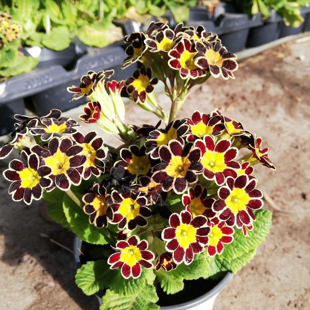 Primula eliator Mister Gold Laced - Primula maggiore