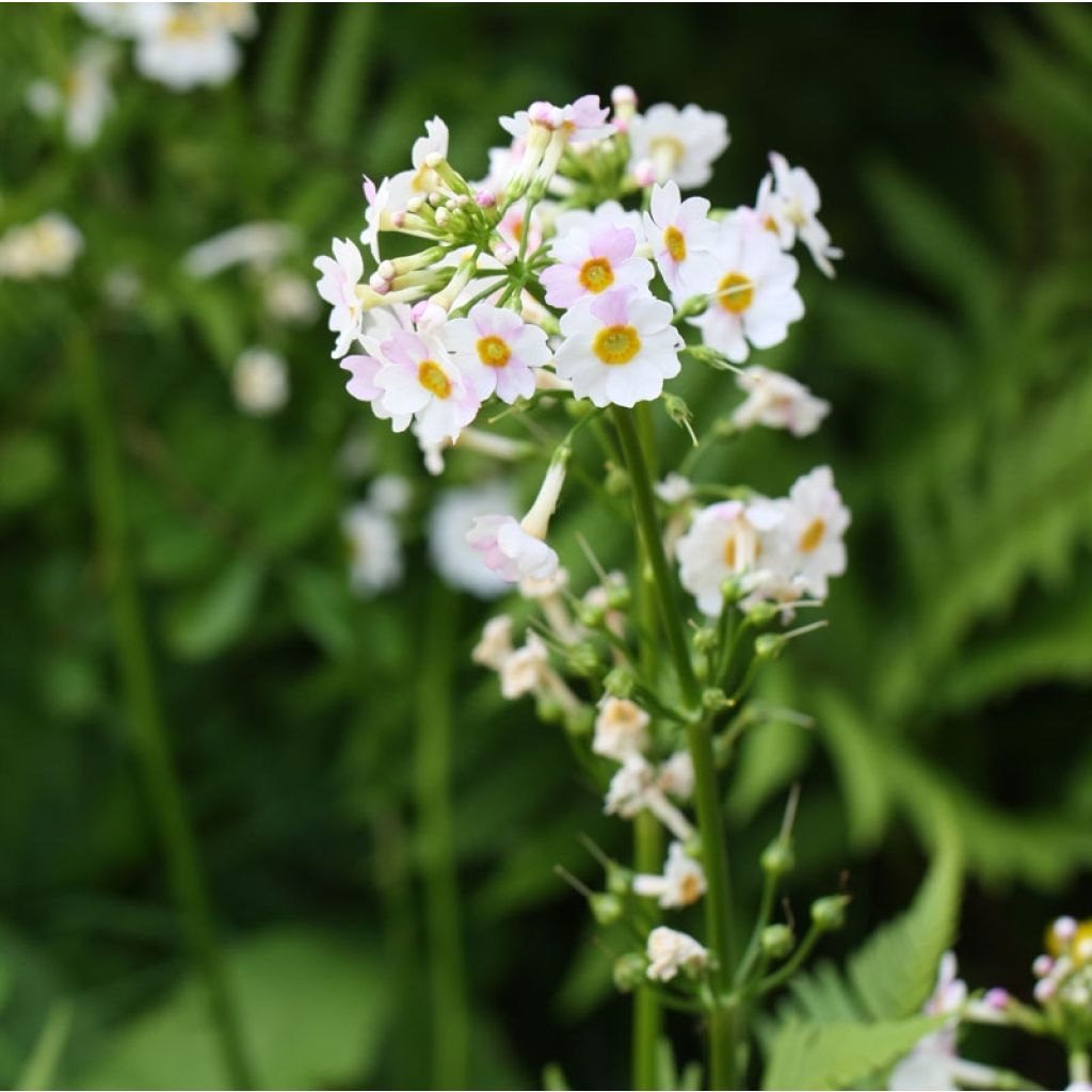 Primula japonica Alba - Primula giapponese