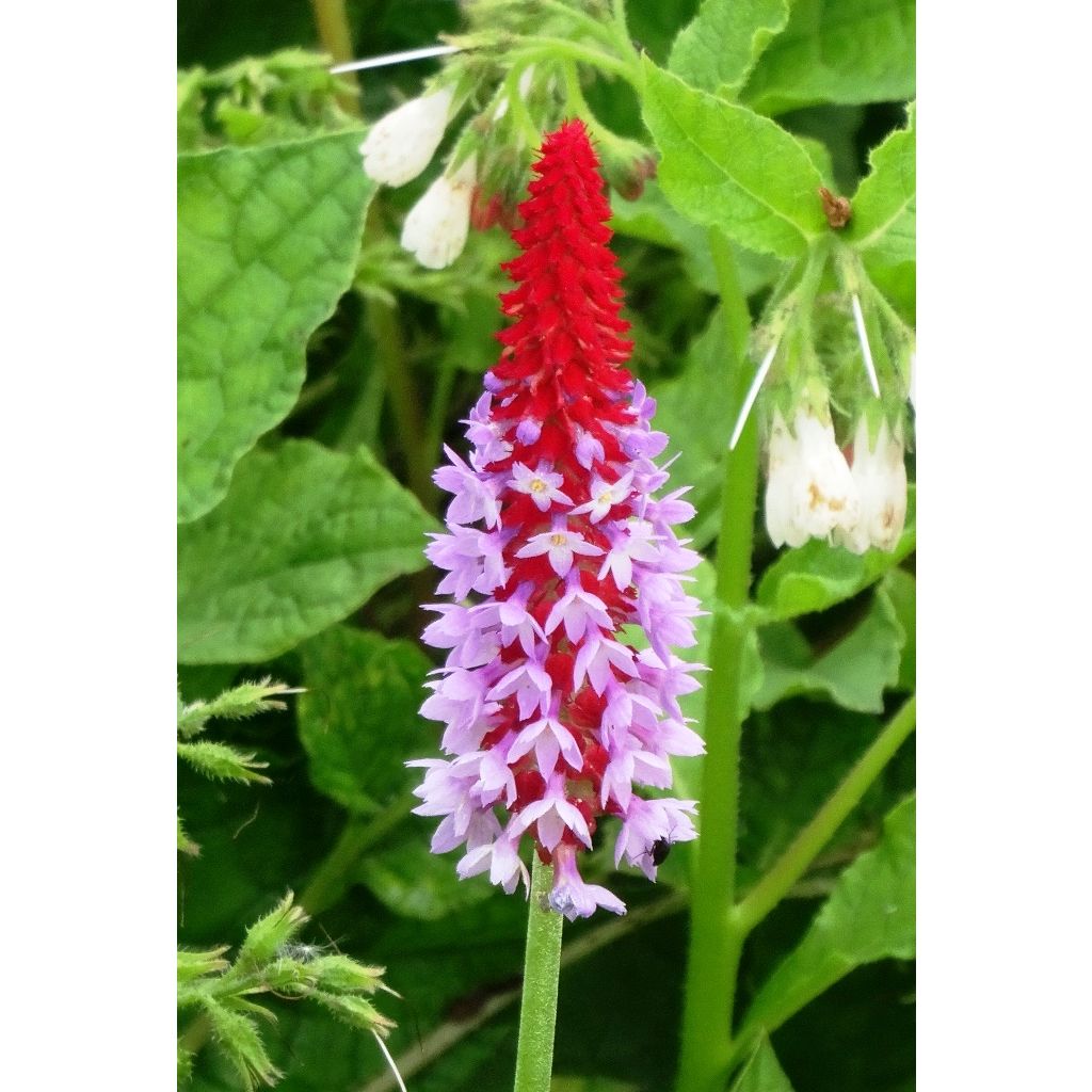 Primula vialii