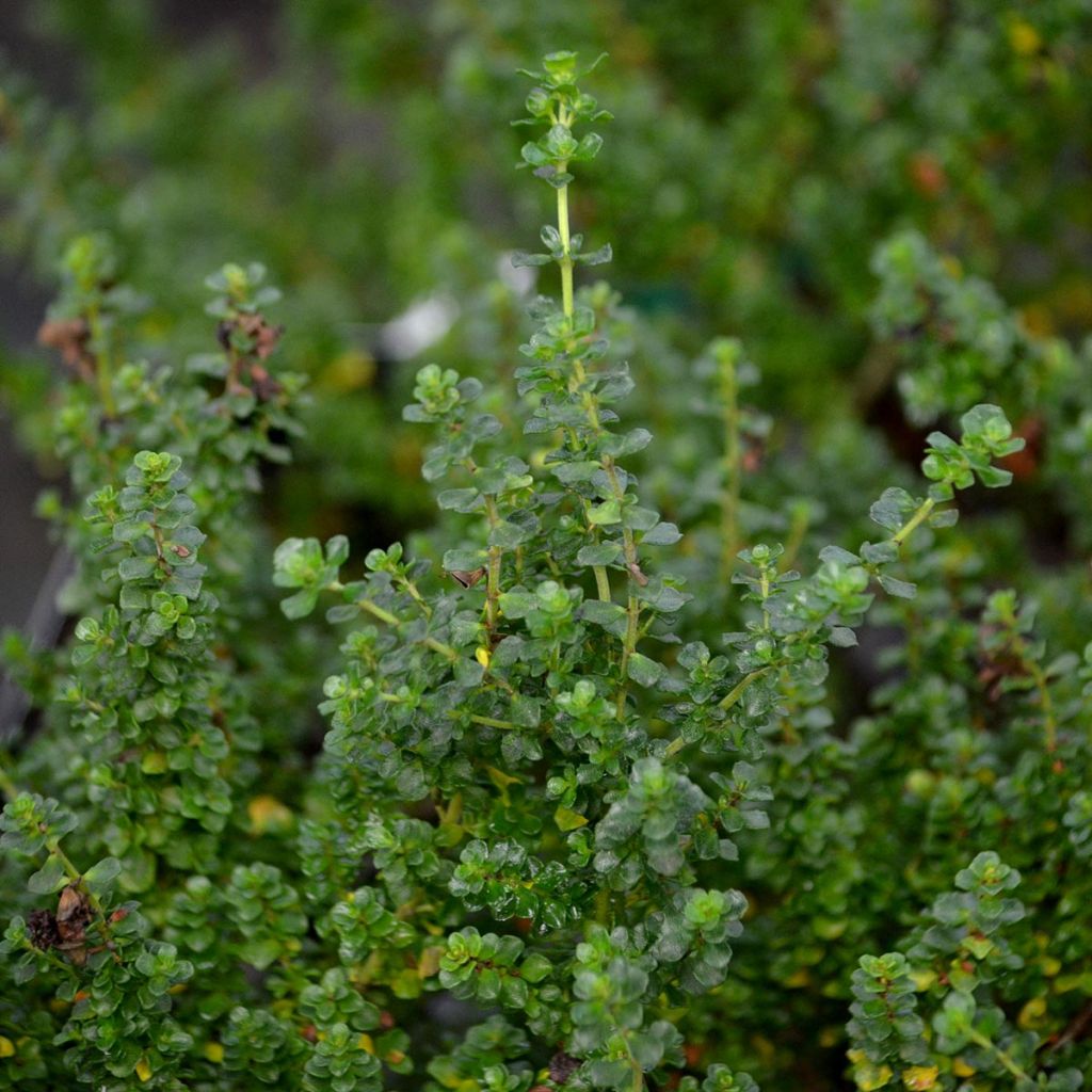 Prostanthera cuneata - Menthe Australienne