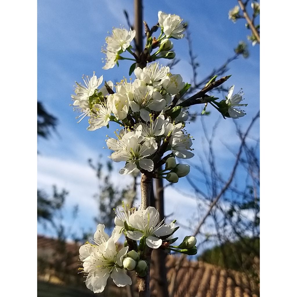 Prugnolo da siepe Mirabelle de Nancy