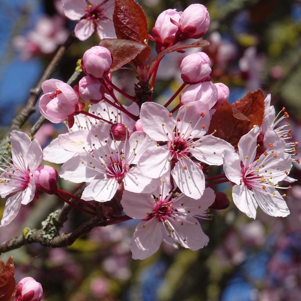 Prunus cerasifera - Ciliegio da fiore