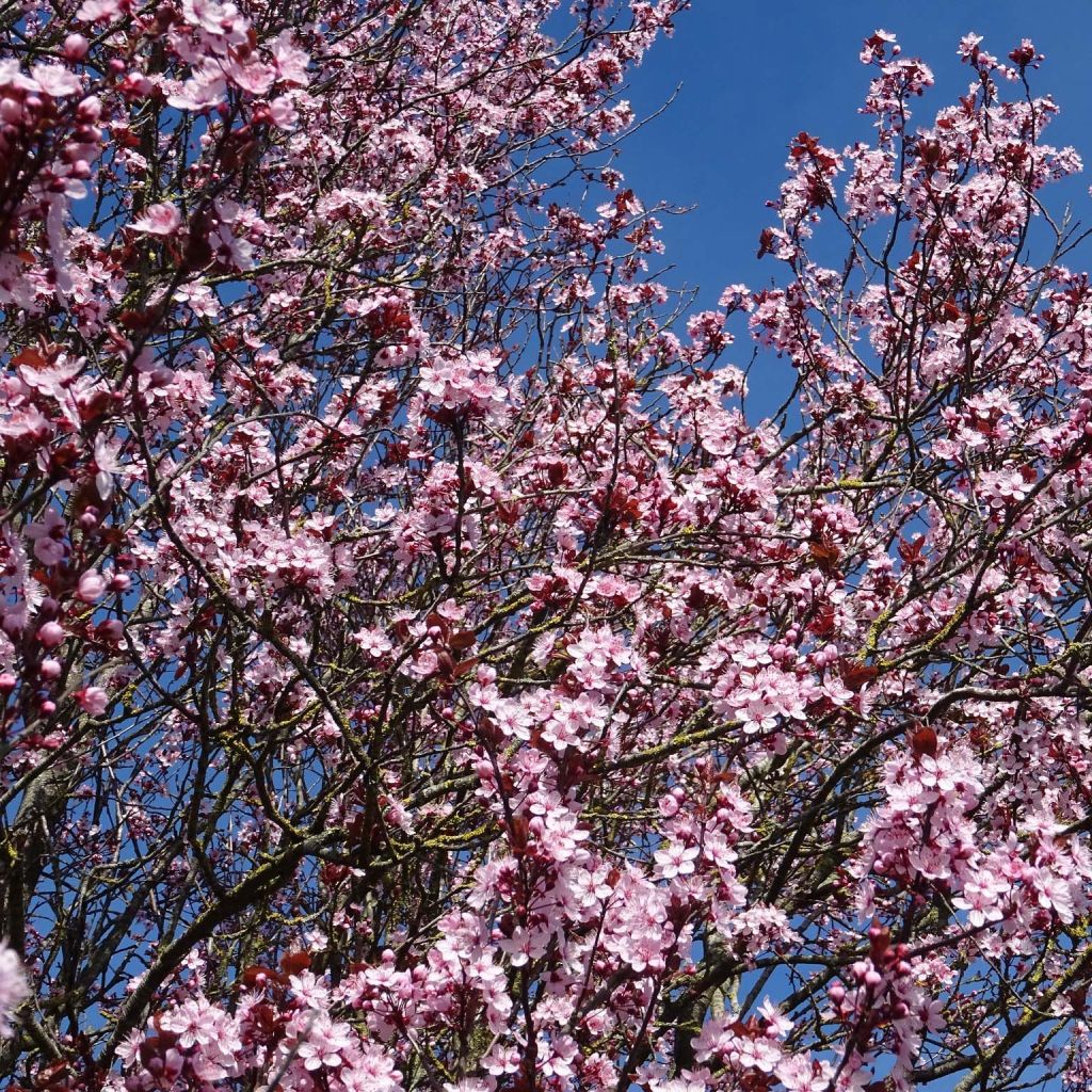 Prunus cerasifera - Ciliegio da fiore