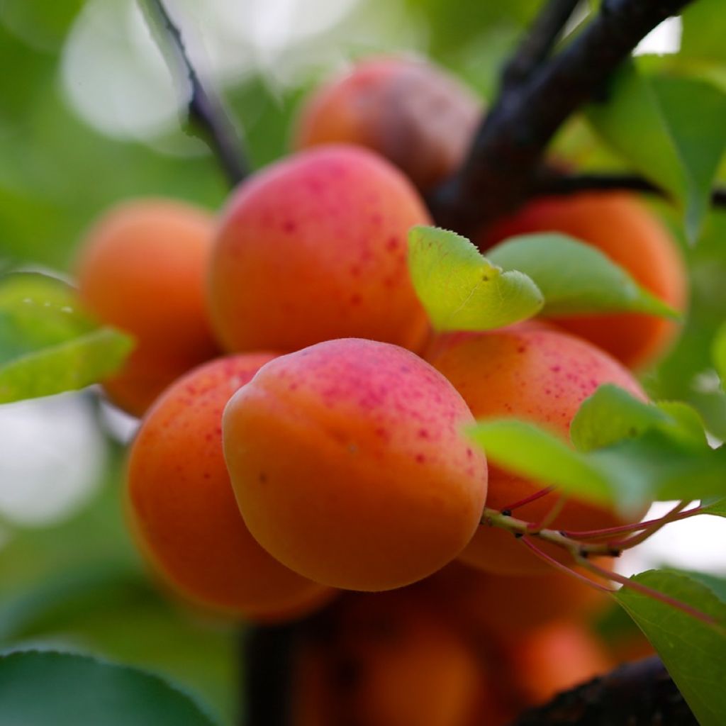 Albicocco Early Orange