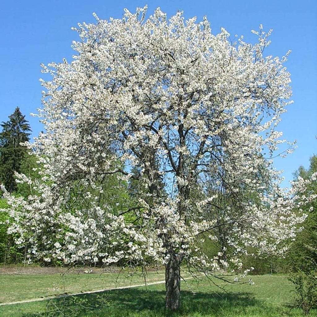 Ciliegio - Prunus avium