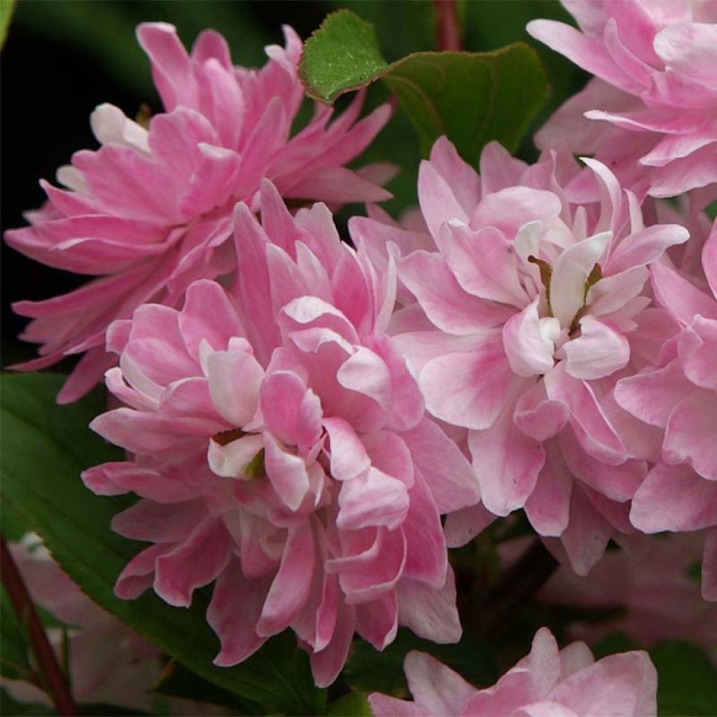 Prunus glandulosa Rosea Plena - Ciliegio da fiore