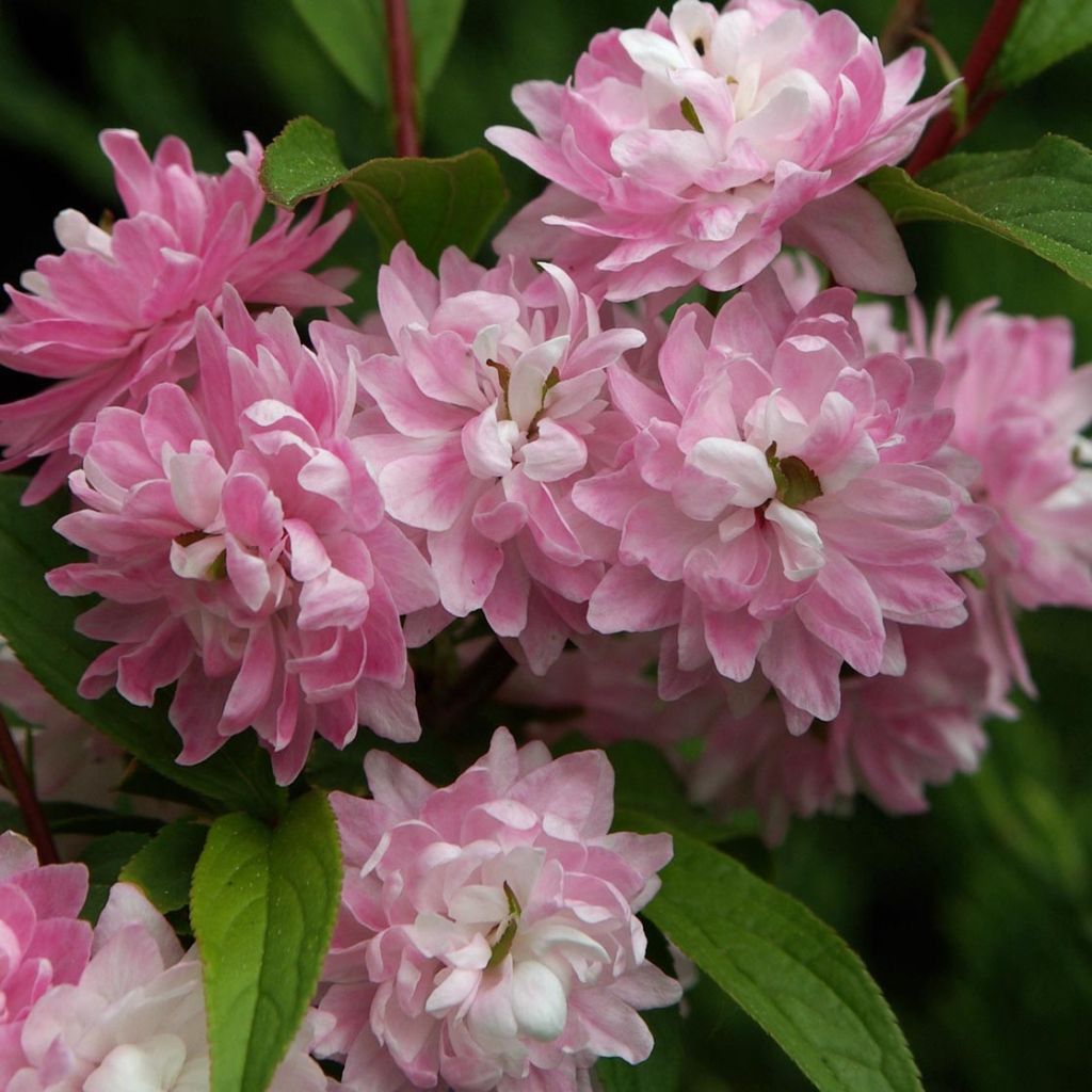 Prunus glandulosa Rosea Plena - Ciliegio da fiore