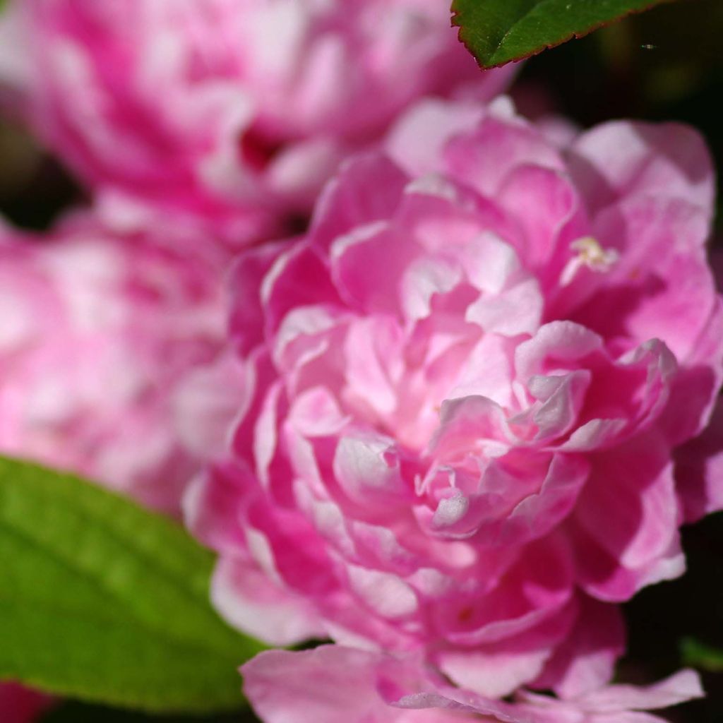 Prunus glandulosa Rosea Plena - Ciliegio da fiore