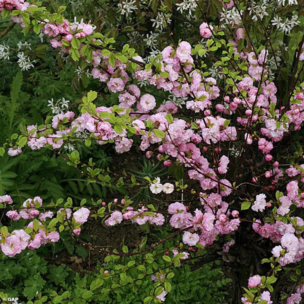 Prunus glandulosa Rosea Plena - Ciliegio da fiore