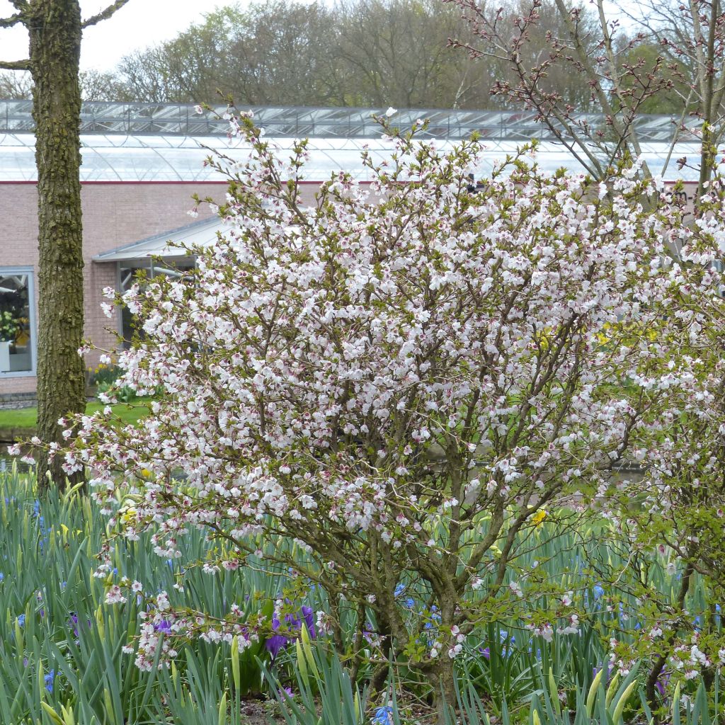 Prunus incisa Kojo no mai - Ciliegio da fiore