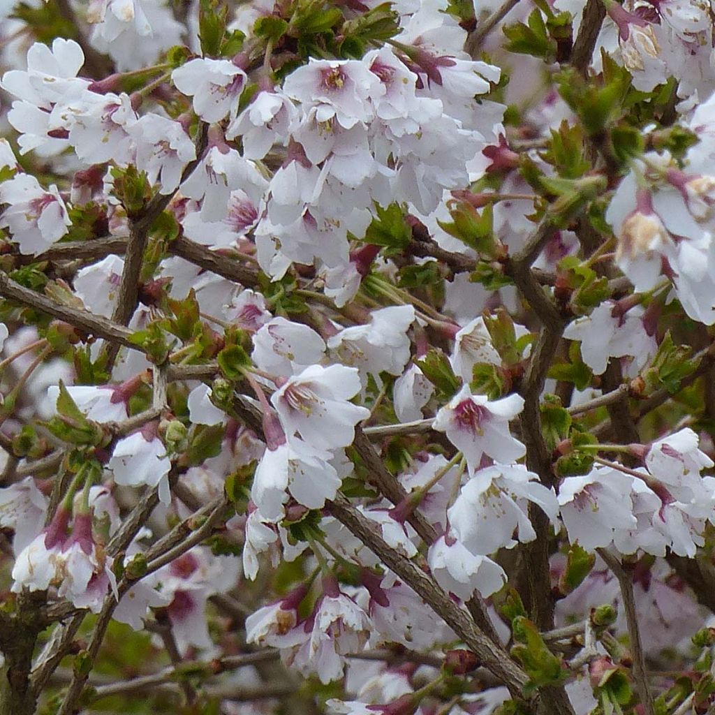 Prunus incisa Kojo no mai - Ciliegio da fiore