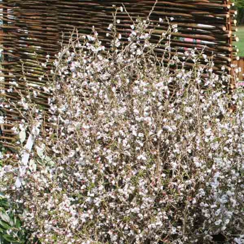 Prunus incisa Kojo no mai - Ciliegio da fiore