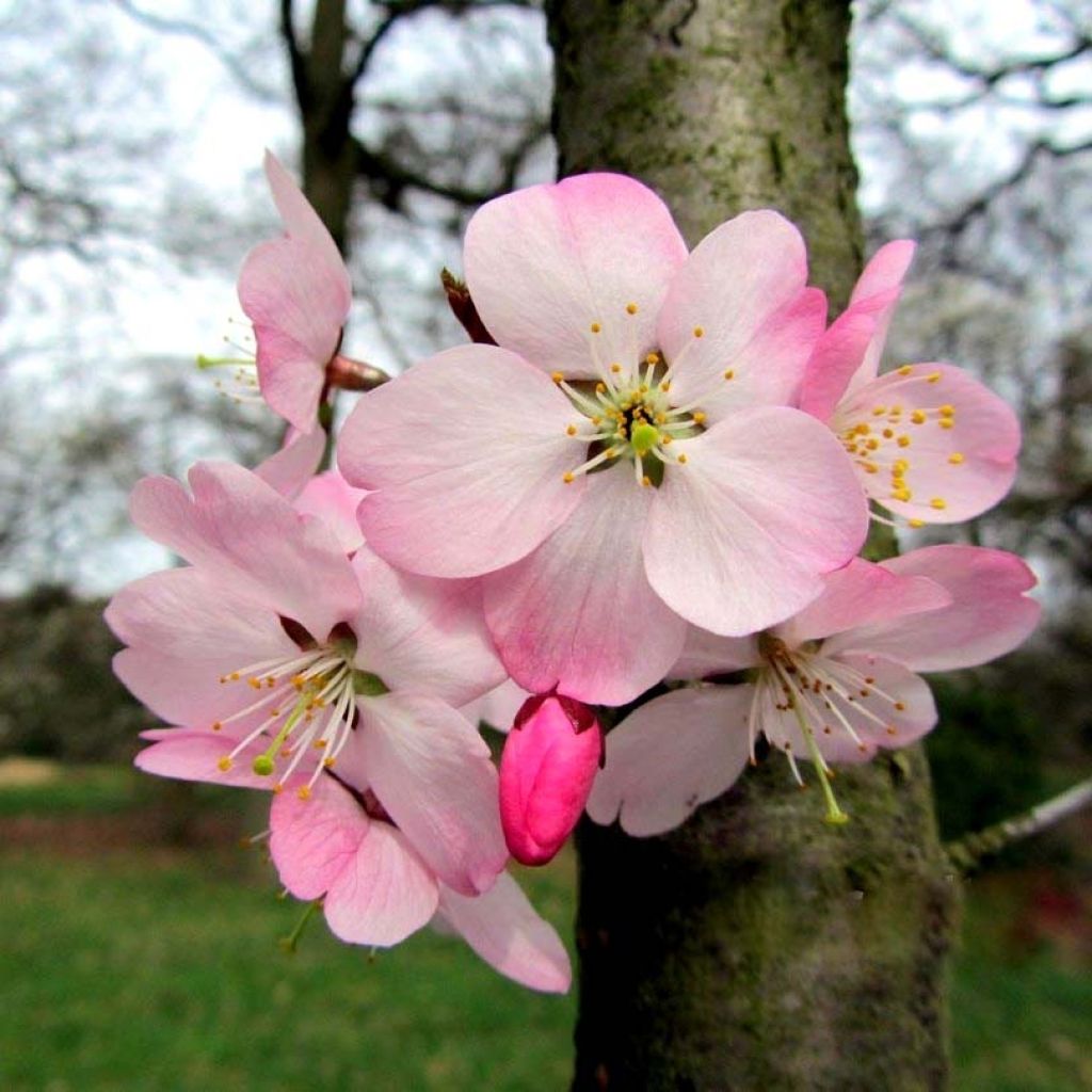 Prunus incisa Paean - Ciliegio da fiore