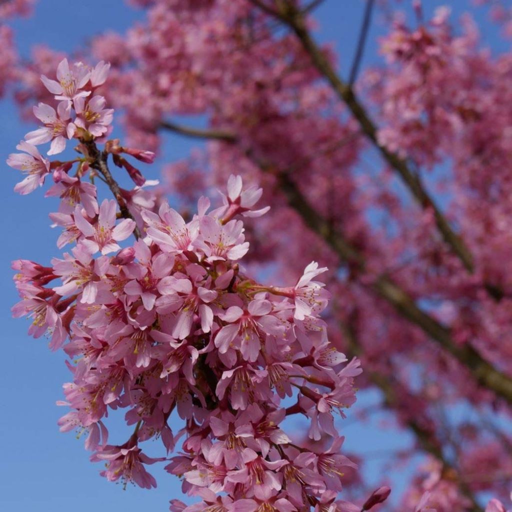 Prunus incisa Paean - Ciliegio da fiore