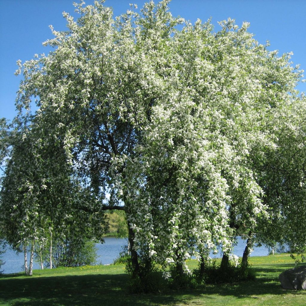 Prunus padus - Pado