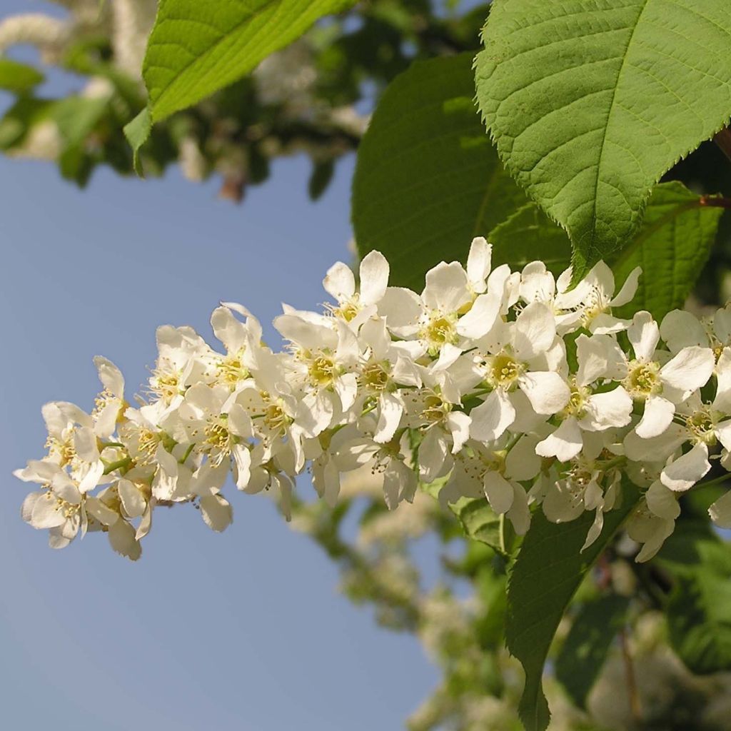 Prunus padus - Pado