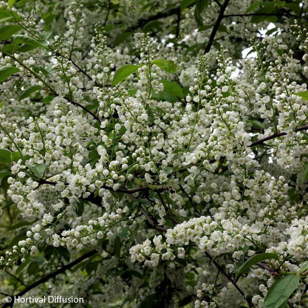 Prunus padus Le Thoureil - Pado