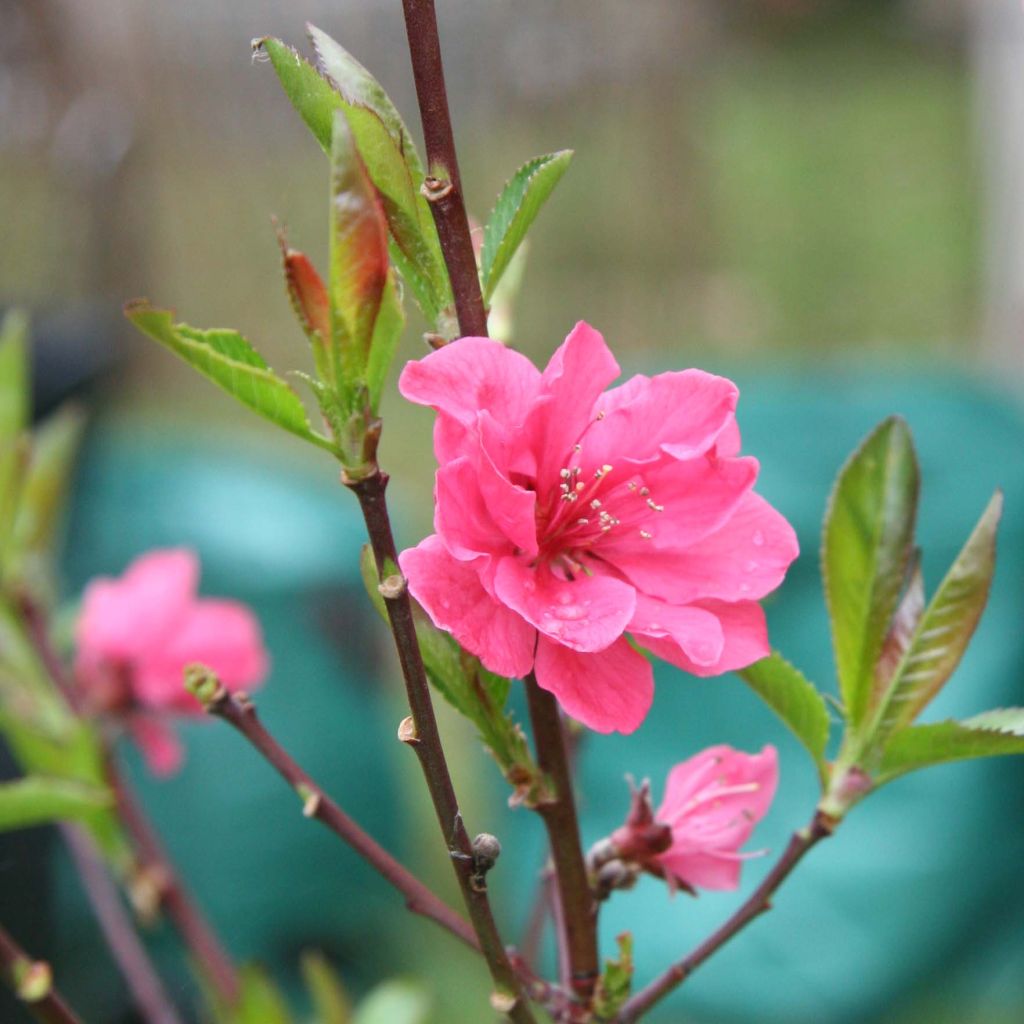 Prunus persica Taoflora Pink - Pesco da fiore