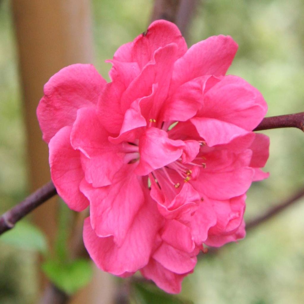 Prunus persica Taoflora Pink - Pesco da fiore