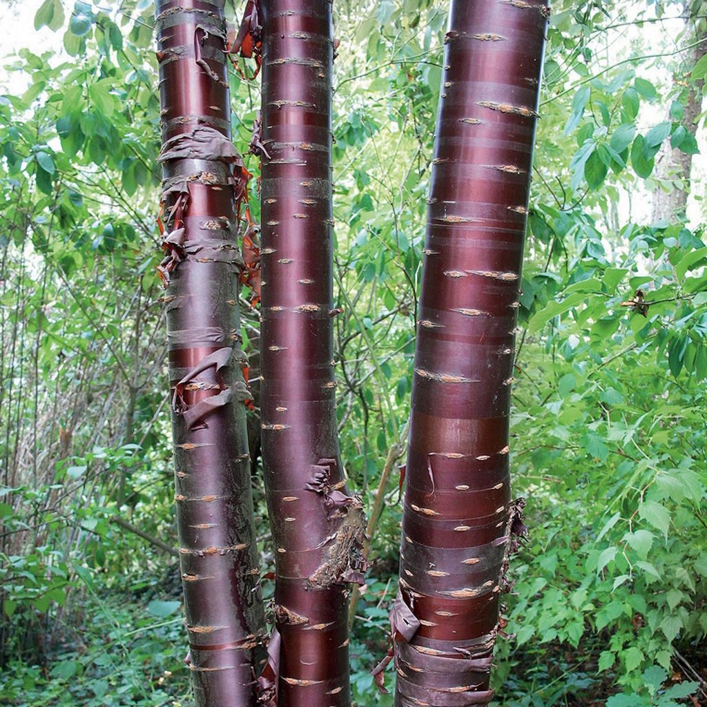 Prunus serrula Branklyn - Ciliegio da fiore