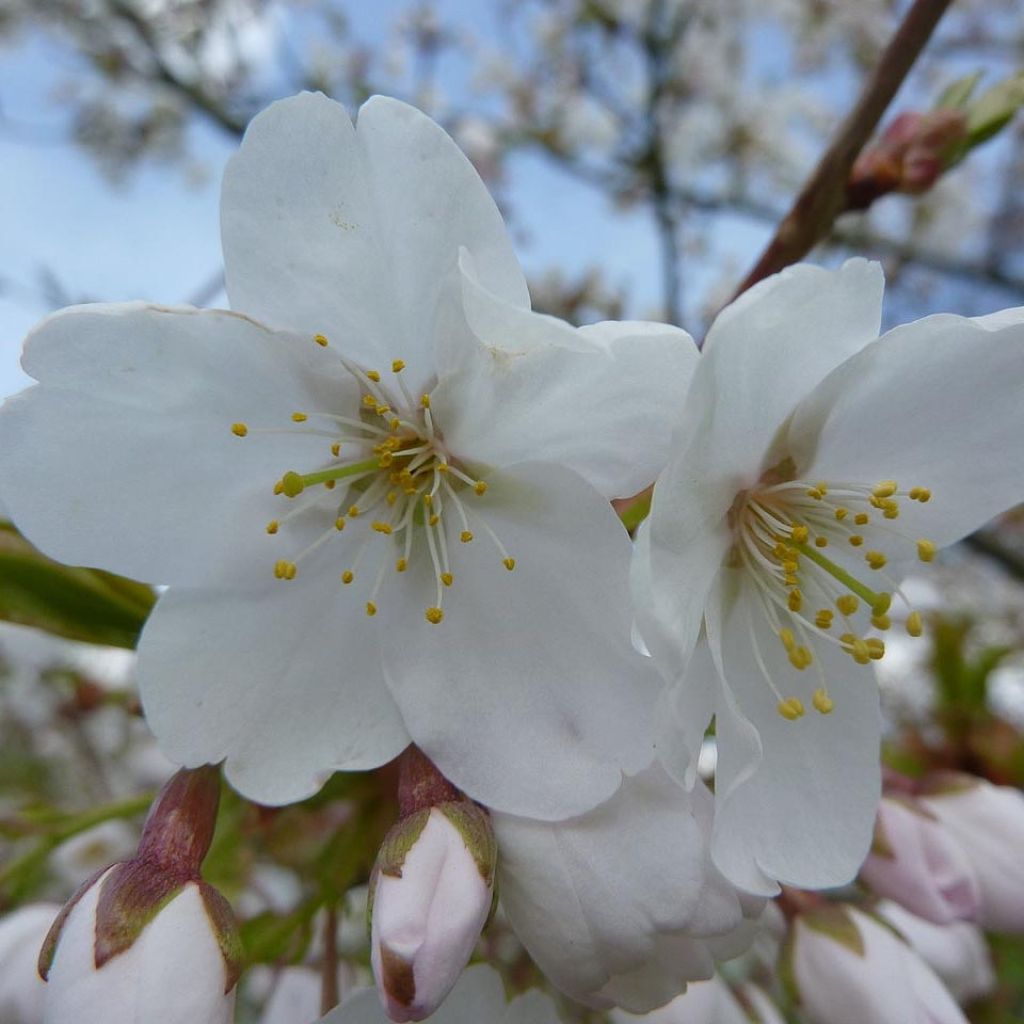 Prunus serrula Branklyn - Ciliegio da fiore