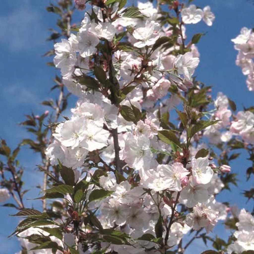 Prunus serrulata Sunset Boulevard - Ciliegio da fiore