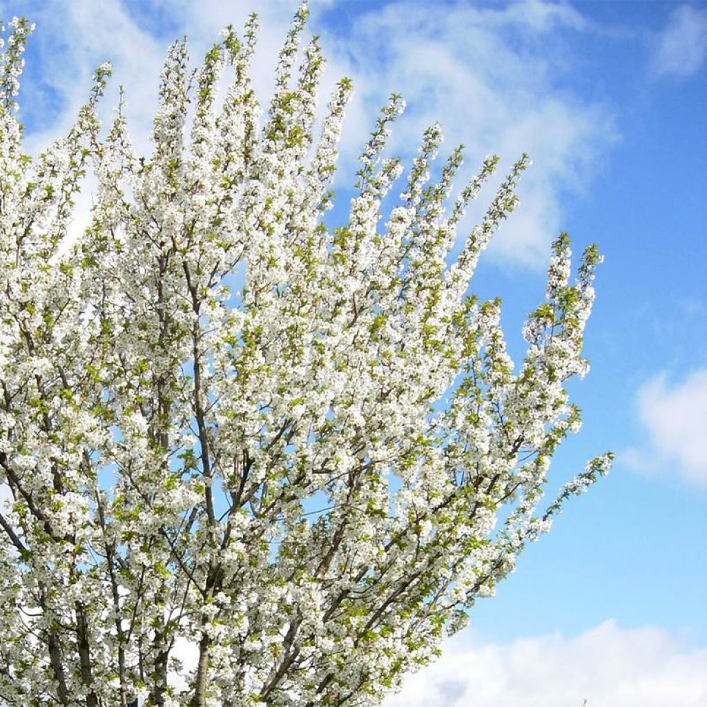 Prunus Umineko - Ciliegio da fiore