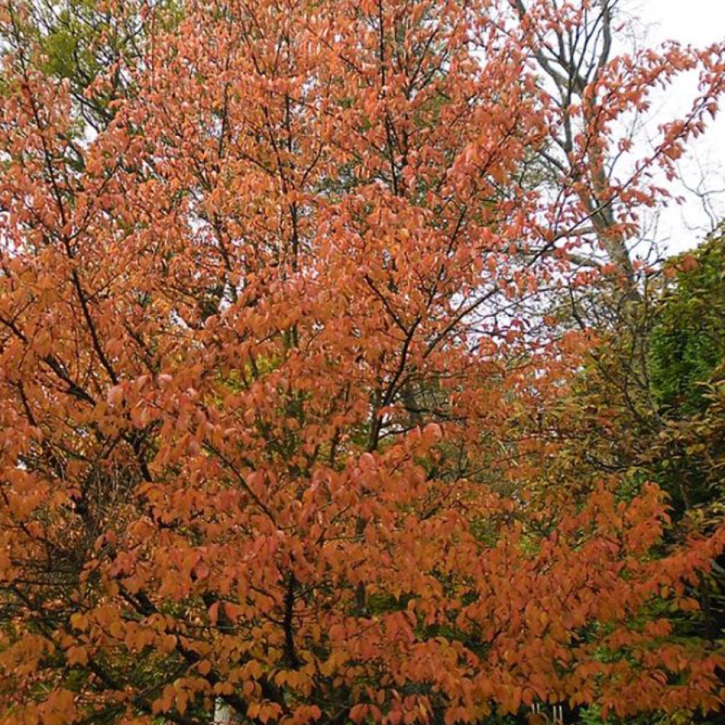 Prunus Umineko - Ciliegio da fiore