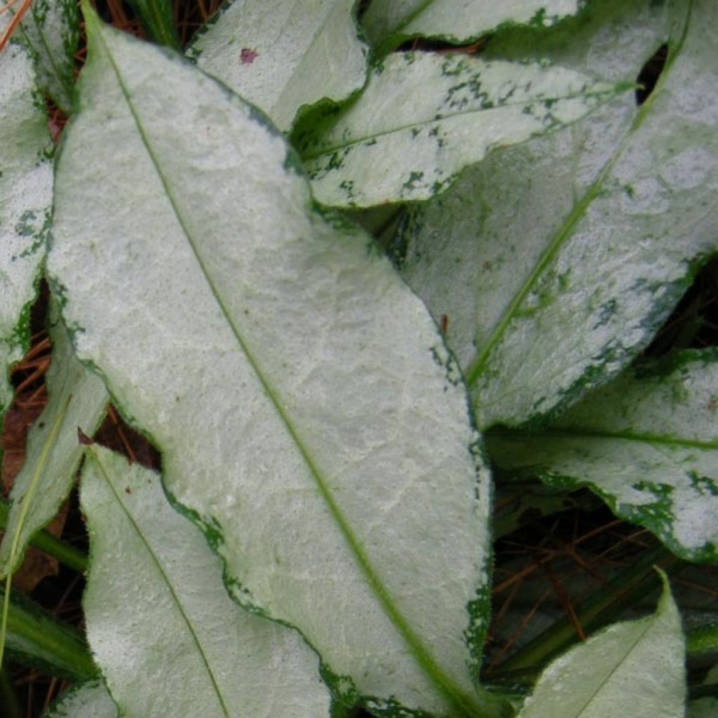 Pulmonaria Diane Clare