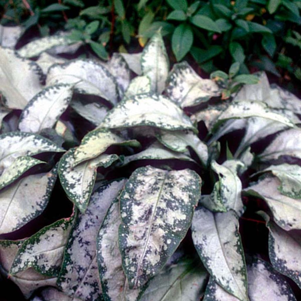 Pulmonaria Margery Fish