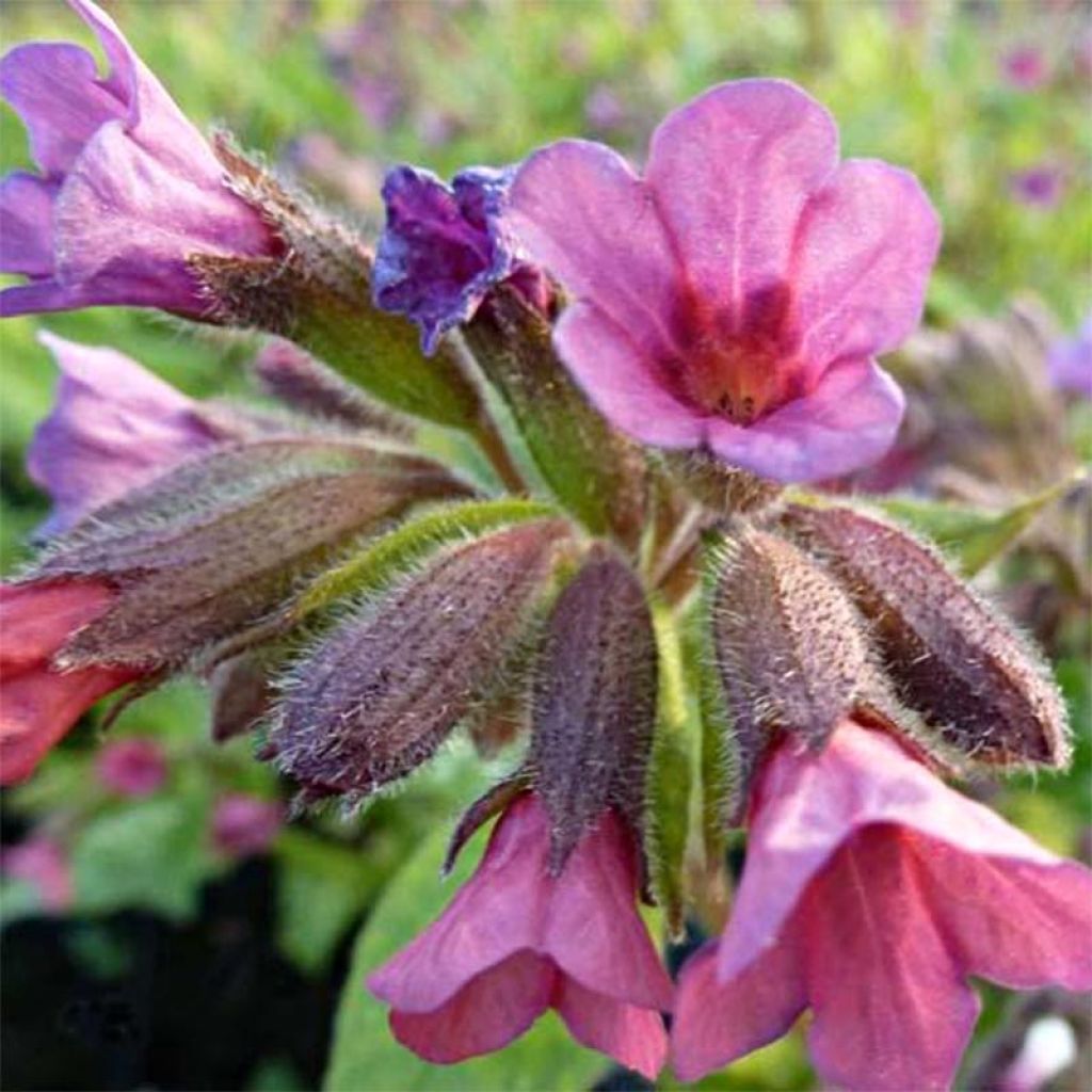 Pulmonaria Victorian Brooch