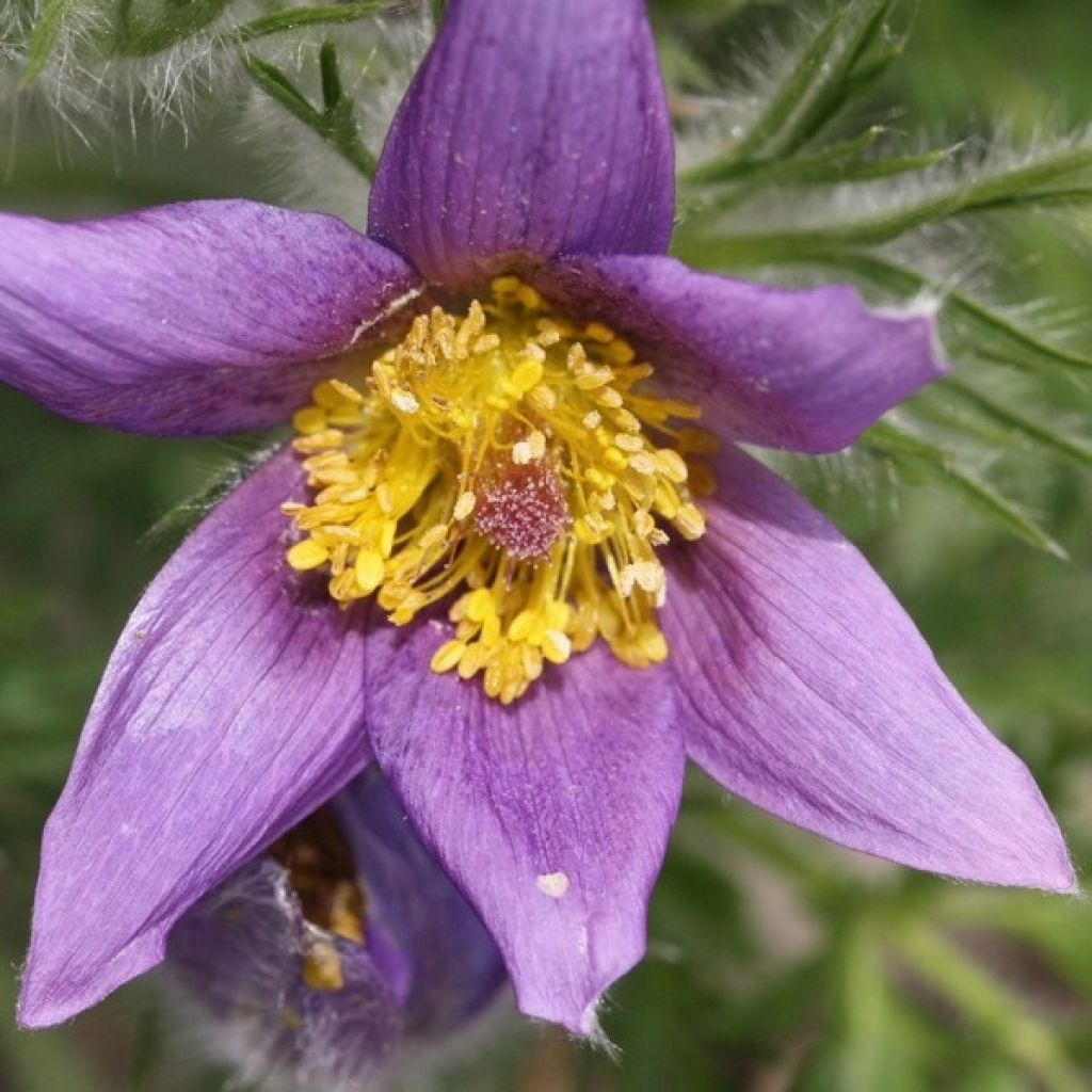 Pulsatilla vulgaris Violet - Fiore di Pasqua