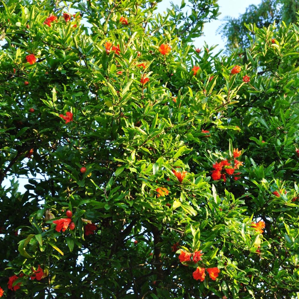 Melograno Fina Tendral - Punica granatum