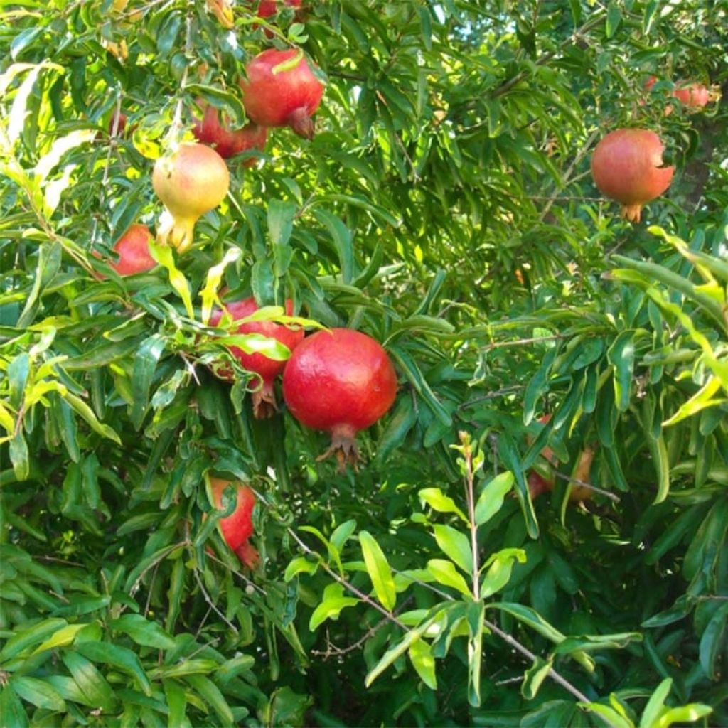 Melograno Fina Tendral - Punica granatum