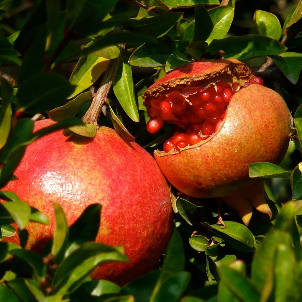 Melograno Fina Tendral - Punica granatum