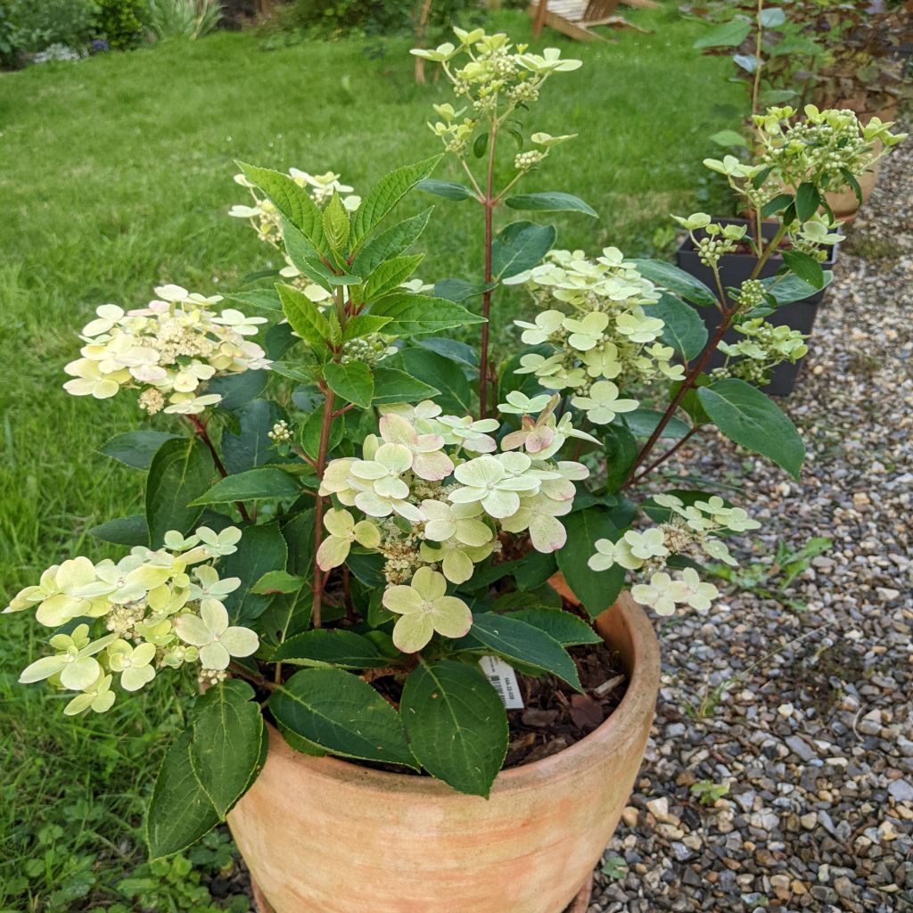 Hydrangea paniculata Switch Ophelia - Ortensia paniculata