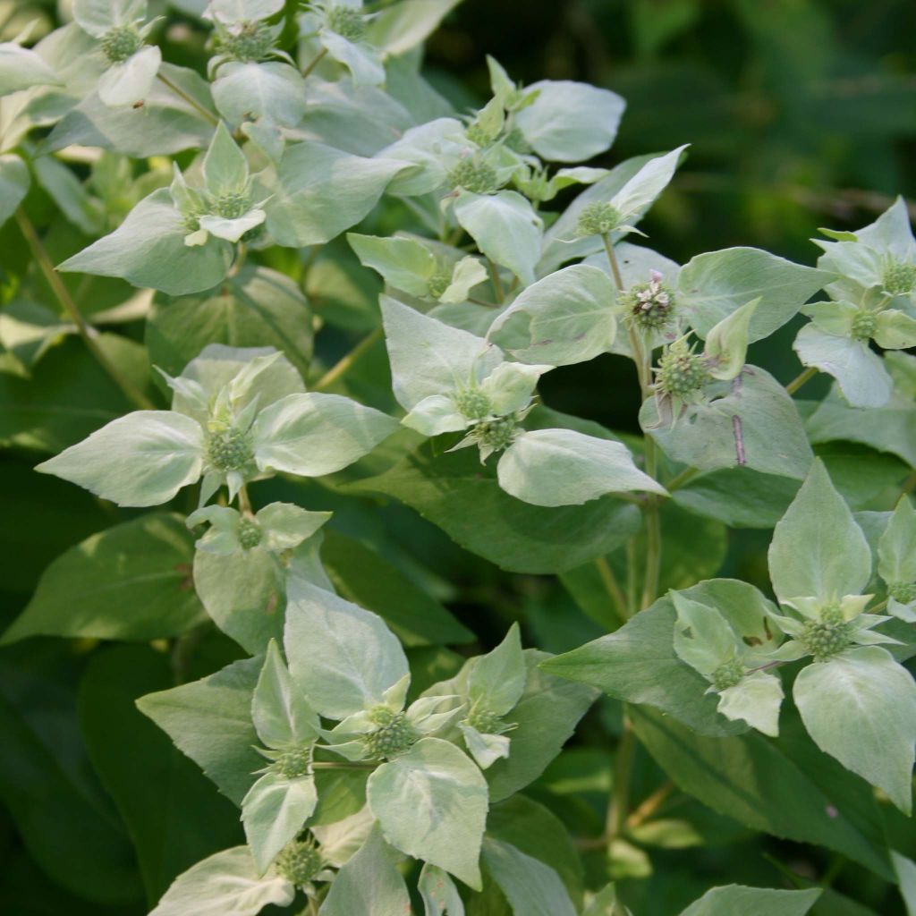 Pycnanthemum muticum - Menta di montagna