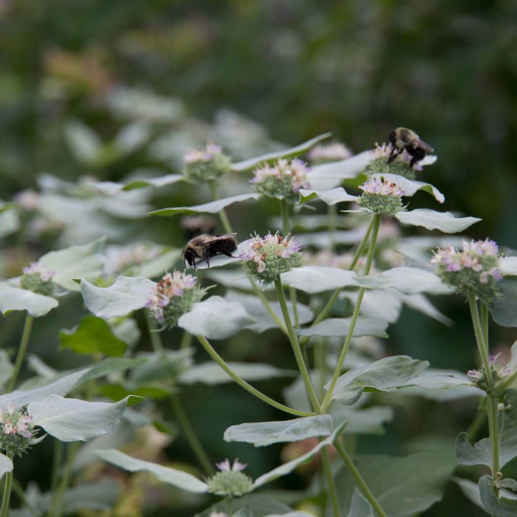 Pycnanthemum muticum - Menta di montagna