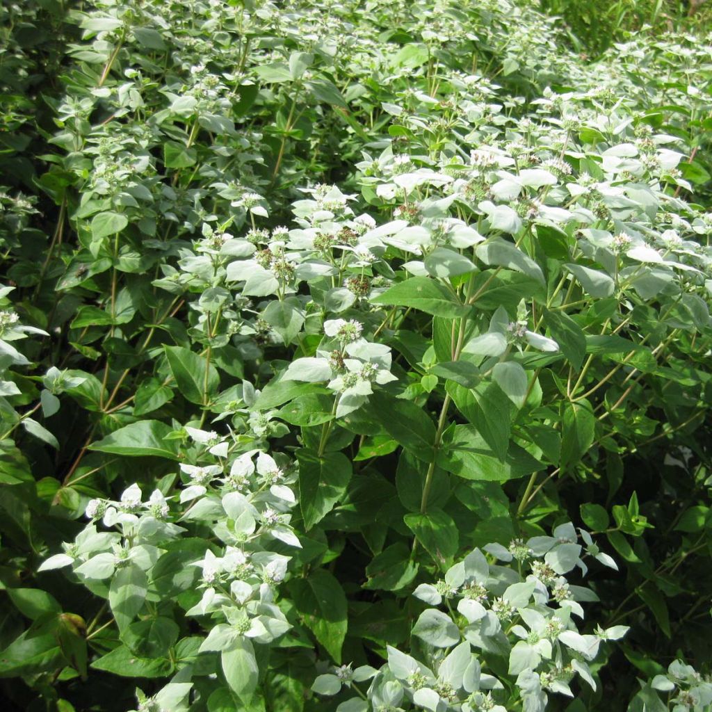 Pycnanthemum muticum - Menta di montagna