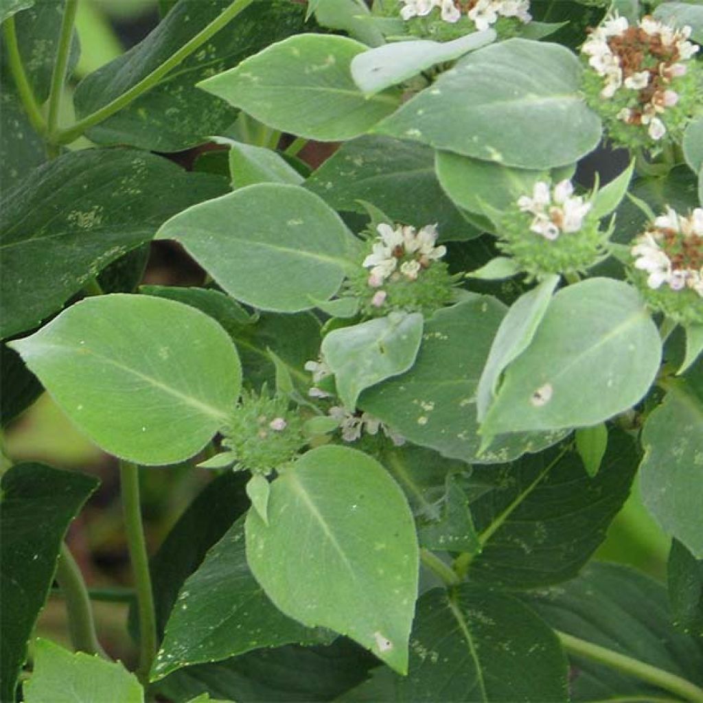 Pycnanthemum muticum - Menta di montagna