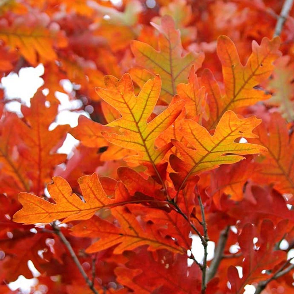 Chêne colonnaire - Quercus bimundorum Crimson Spire