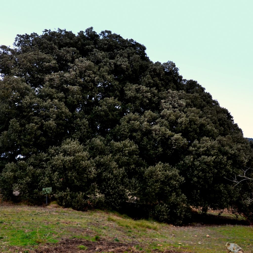 Quercus ilex - Quercia leccio