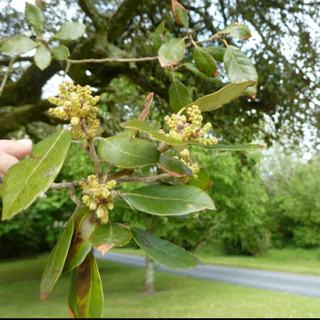 Quercus ilex - Quercia leccio