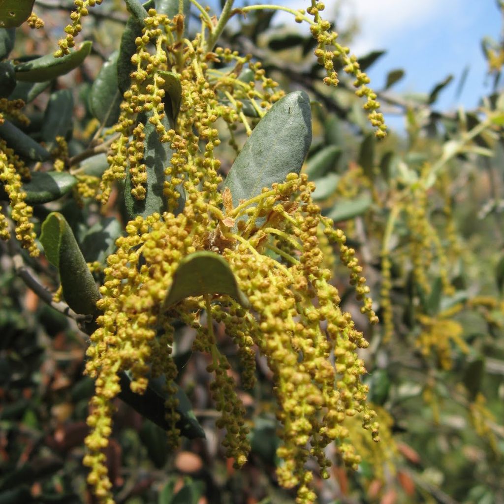 Quercus ilex - Quercia leccio