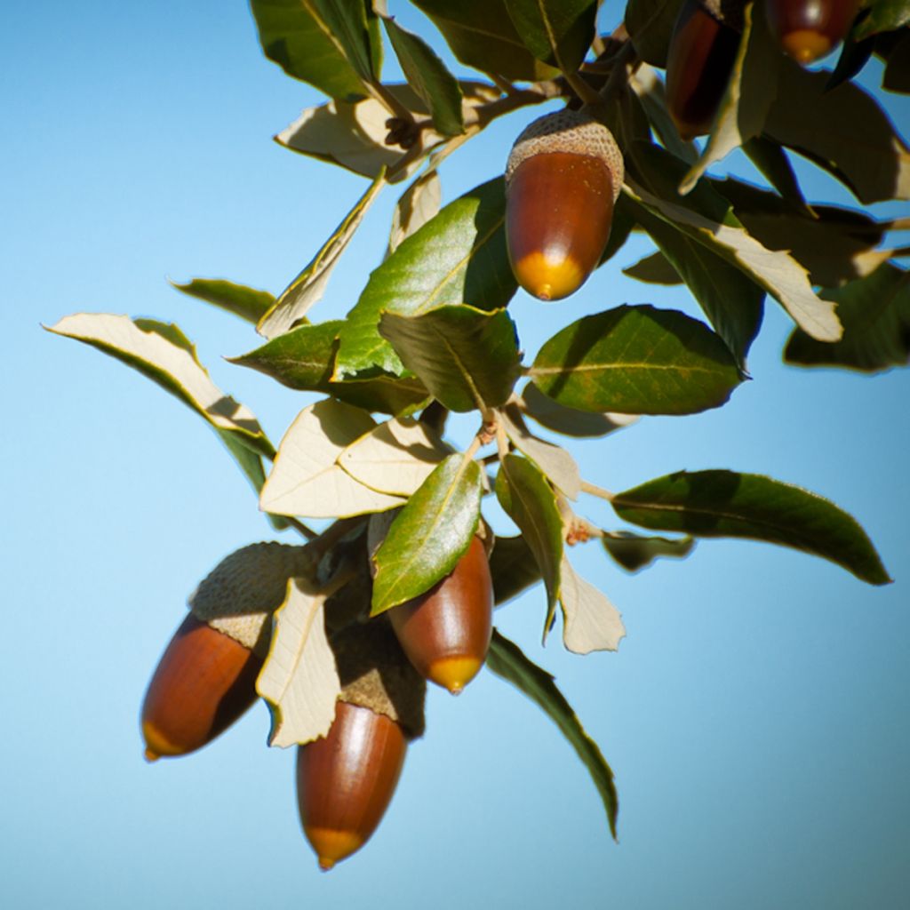 Quercus ilex - Quercia leccio