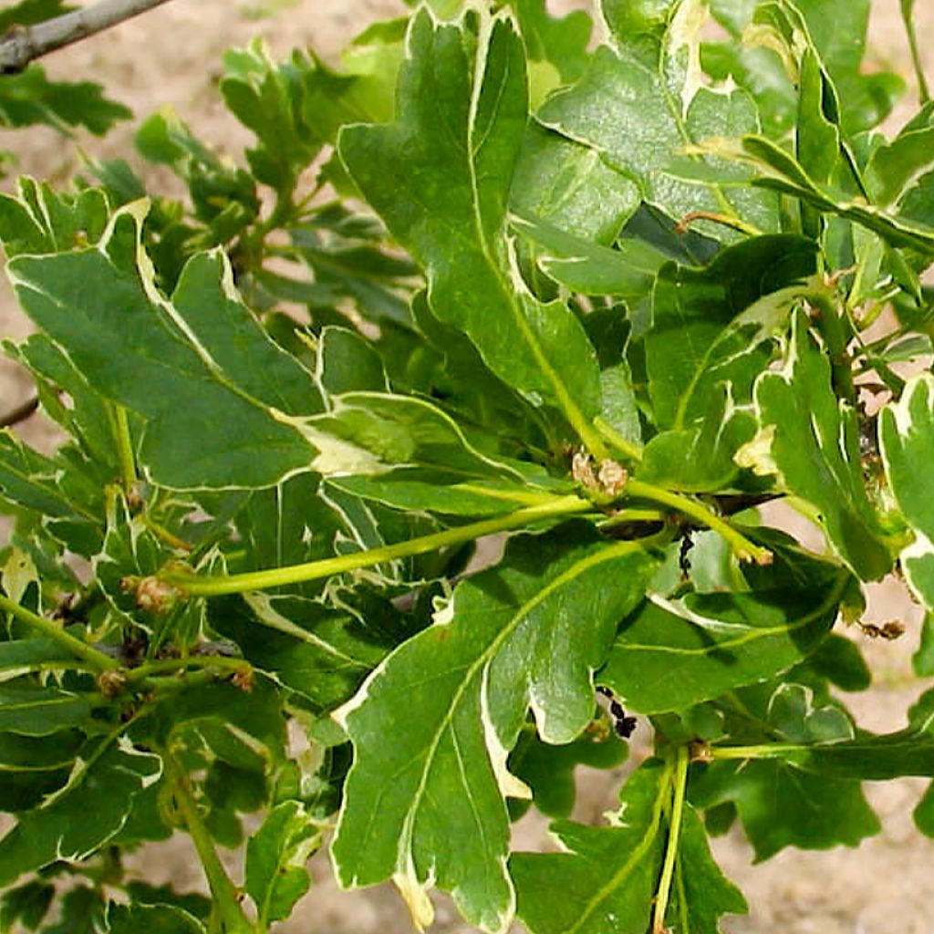 Quercus robur Argenteomarginata - Farnia