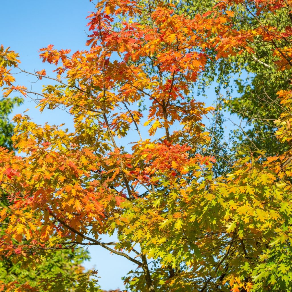 Quercus texana New Madrid - Quercia